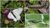 Caterpillar og Hawthorn Butterfly