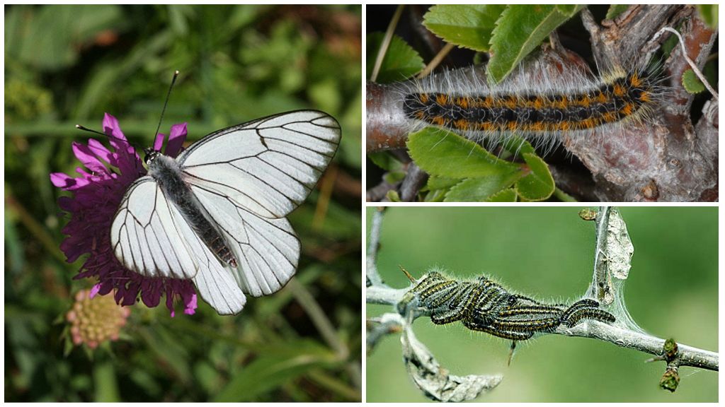 Description and photo of the caterpillar and butterfly of the hawthorn, how to fight