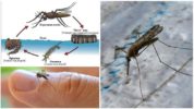 Malaria mosquito breeding cycle