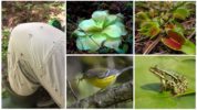 Plantes prédatrices, oiseaux et grenouilles mangeant des moustiques
