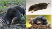 Common or European mole