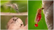 Bloedgroep en muggen