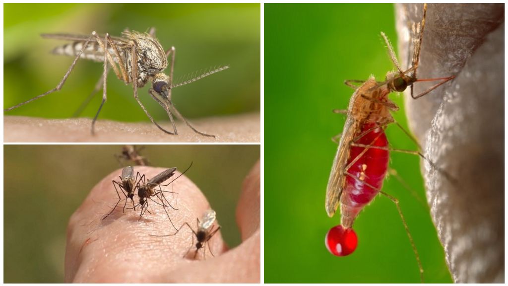 Personnes dont le groupe sanguin est le plus souvent piqué par des moustiques