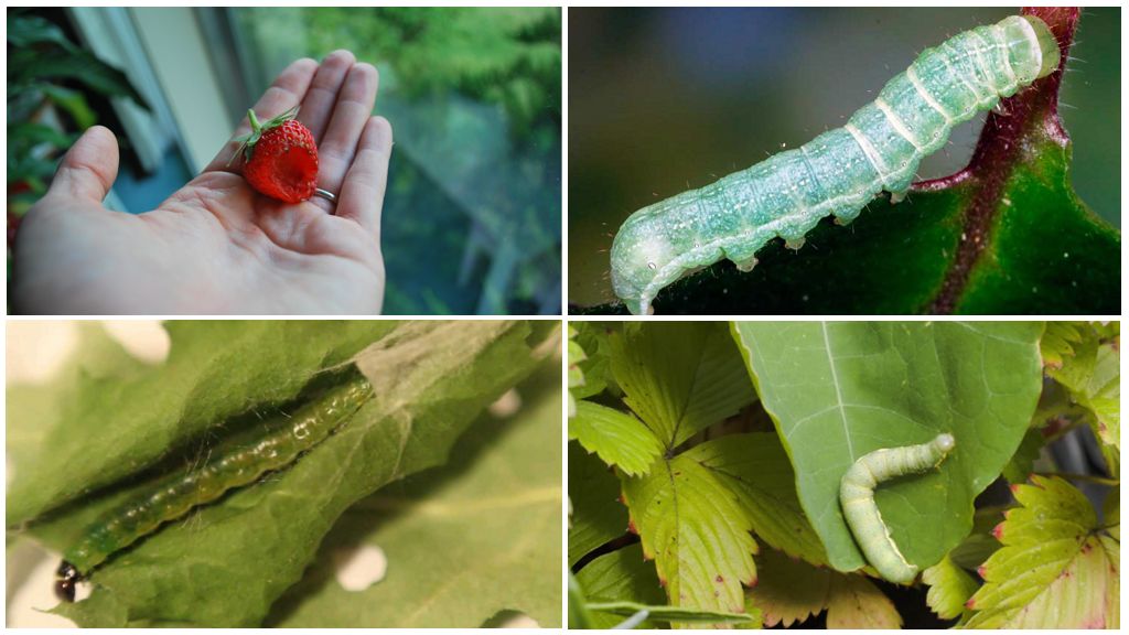 How to get rid of caterpillars on strawberries
