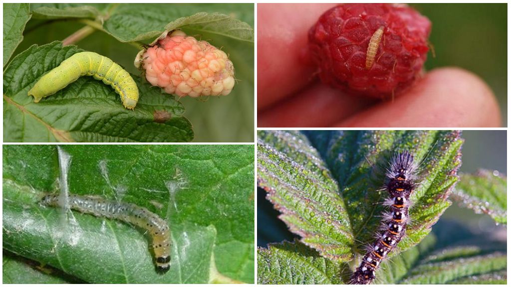 How to get rid of raspberry caterpillars
