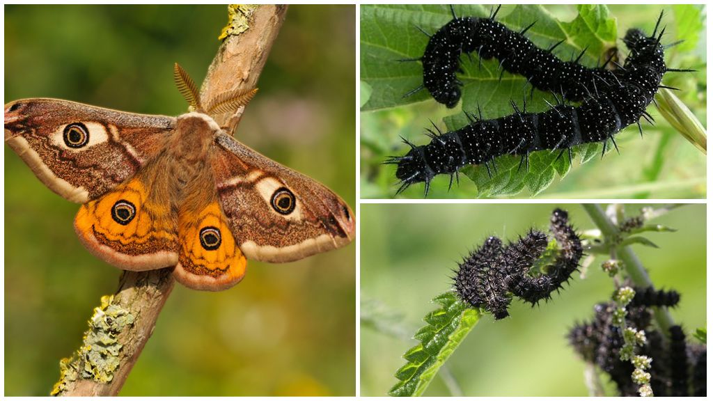Description et photo de l'oeil de paon caterpillar