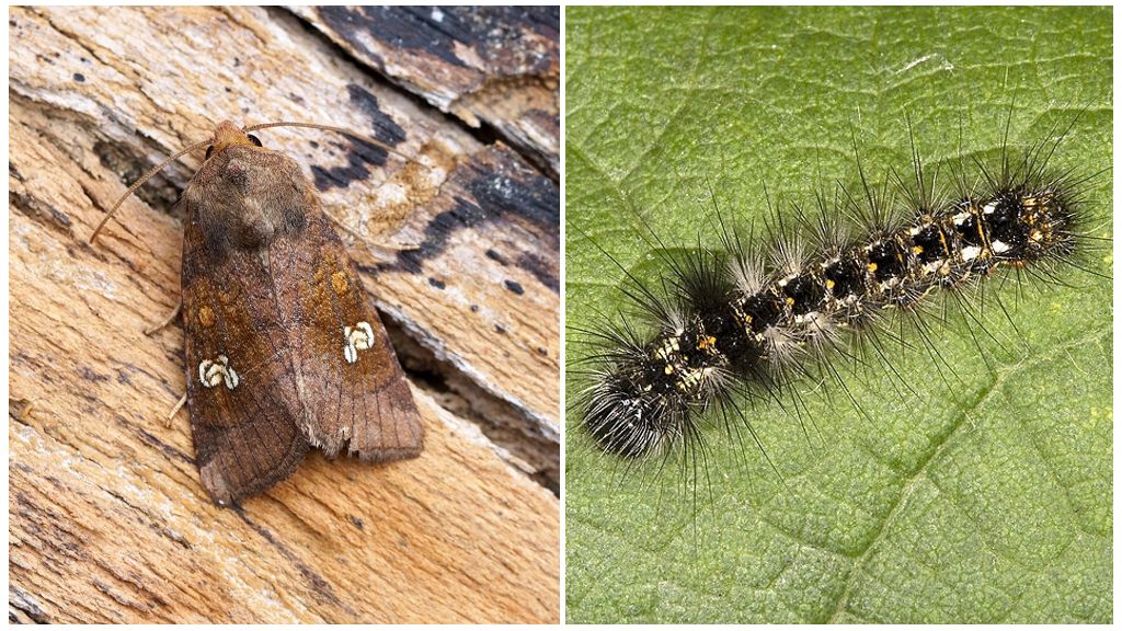 Description and photos of butterfly and caterpillar scoops, how to fight