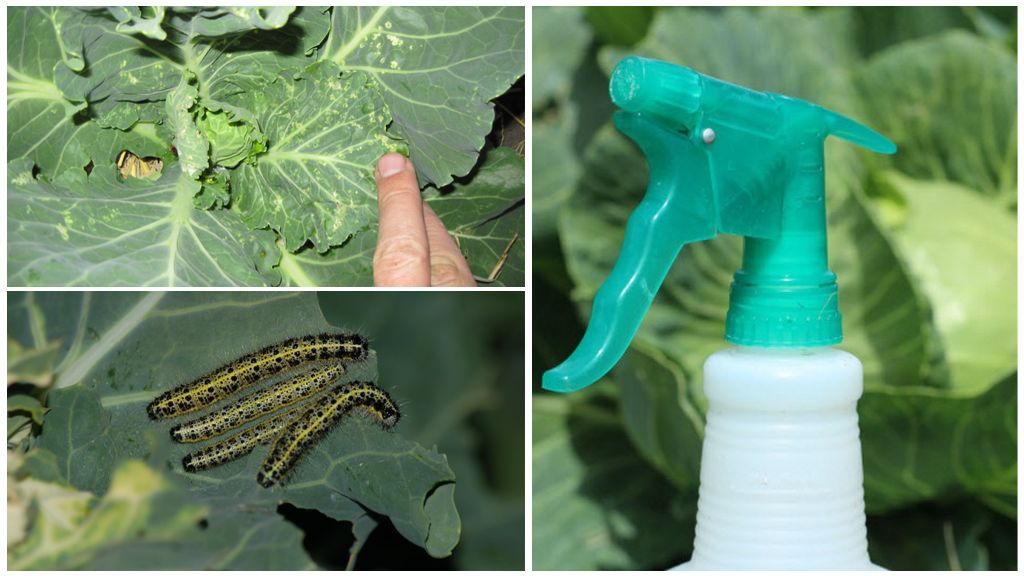 How to get rid of butterflies and cabbage caterpillars