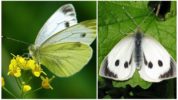 Zelí motýla