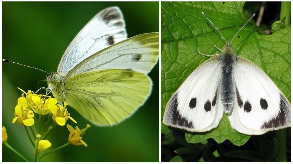 Description and photo of the caterpillar and butterfly cabbage