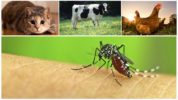 Zvířata pokousaná komáři