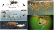 Cycle de reproduction des moustiques
