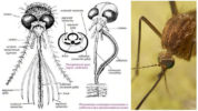 Strukturen af ​​hovedet af en myg
