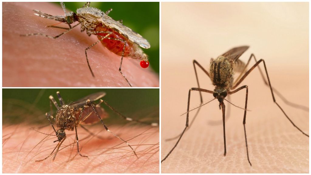 Kolik komárů je potřeba k pití veškeré krve u lidí