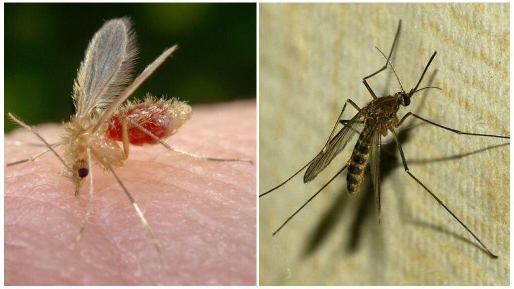 What is the difference between mosquitoes and mosquitoes