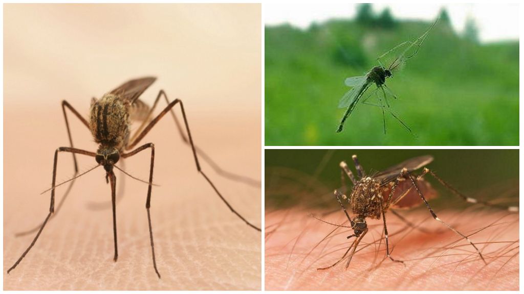 Interesting facts about mosquitoes