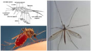 Anatomie des moustiques