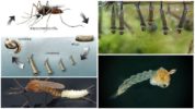 Lebenszyklus von Mücken