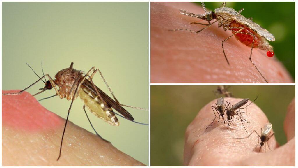 Pourquoi les moustiques boivent du sang