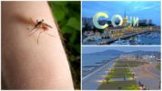 Komáre v Soči