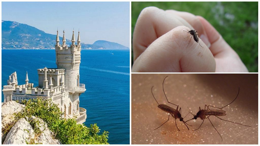 Zijn er muggen op de Krim
