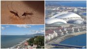 Mosquitoes in the Krasnodar Territory