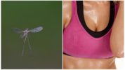 Les moustiques et l'odeur de la sueur