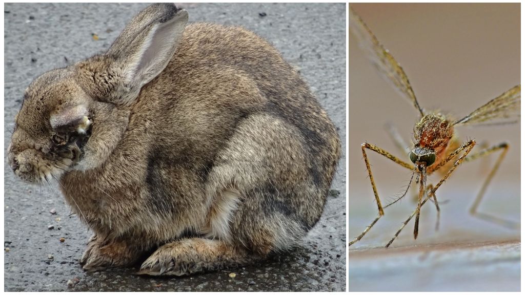 Jak zachránit králíky před komáry na ulici a v králících
