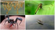 Insects that eat mosquitoes and their larvae