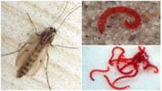 Larvas de mosquito comunes (gusanos de sangre)