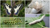 Swallowtail y su oruga a la izquierda, gusano de seda y su larva a la derecha