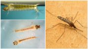 Larves d'un moustique du paludisme