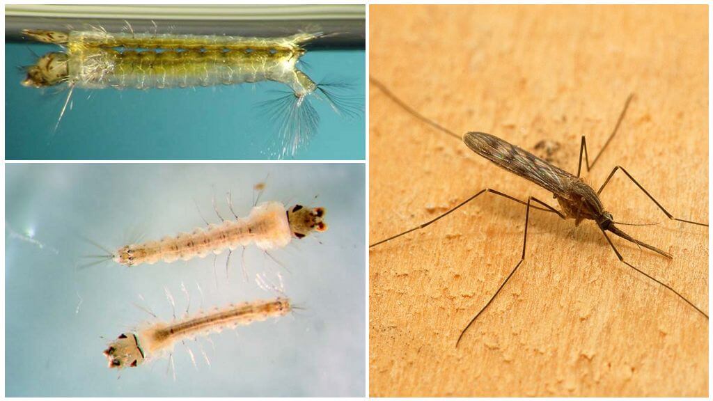 Description and photos of mosquito larvae