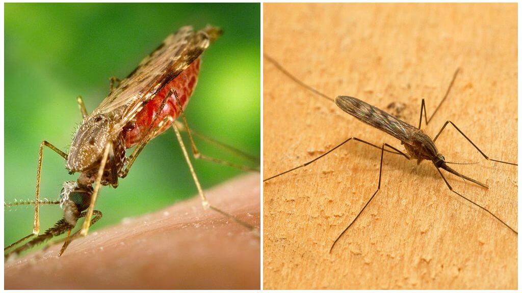 Jak vypadají komáři malárie a jak nebezpeční jsou pro člověka