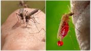 A szúnyog életerős tevékenysége
