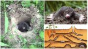Mole burrow underground