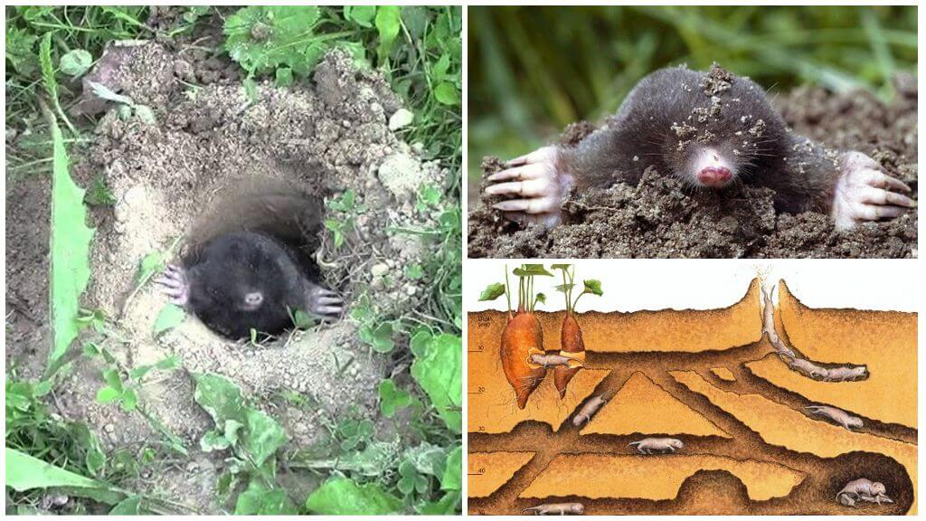 Description and photo of the mole burrow