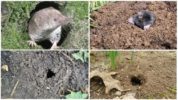 Mole and shrew burrows