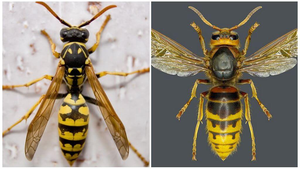 Sự khác biệt giữa ong bắp cày và ong bắp cày