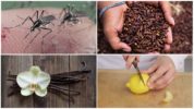 Insektafvisende metoder