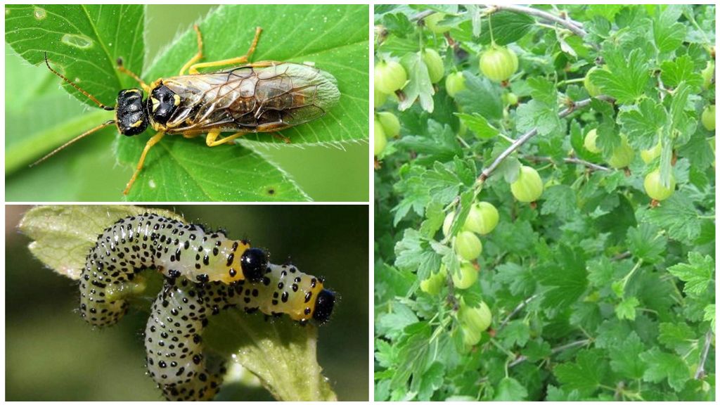 How to handle gooseberries from caterpillars