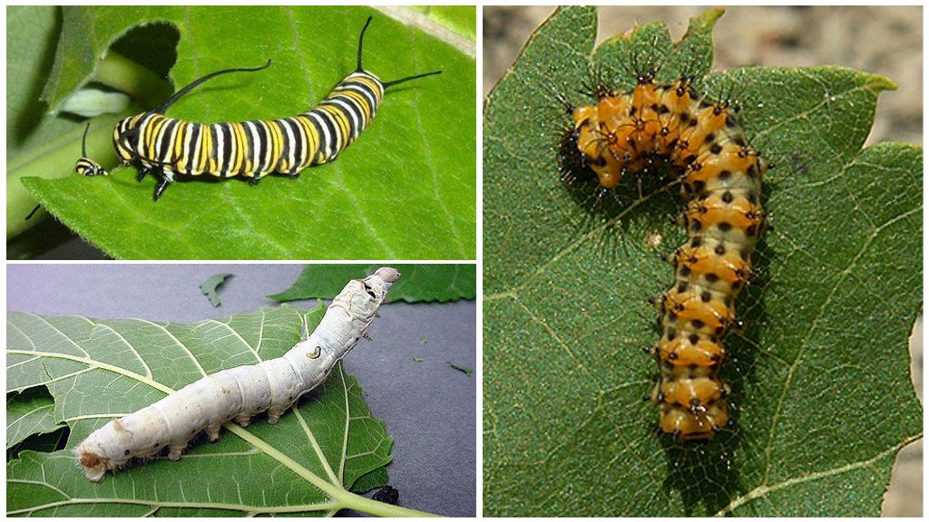 Description of caterpillars, their nutrition and structure