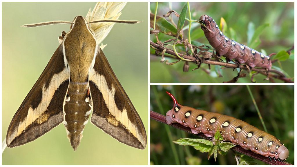 Mô tả và hình ảnh của sâu bướm