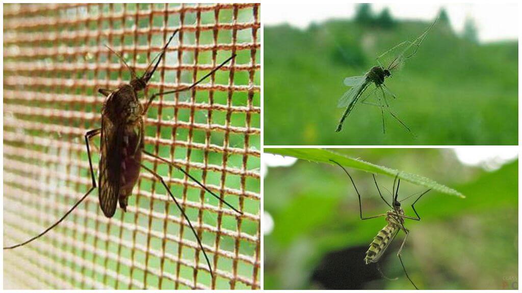 Muỗi và ruồi cao như thế nào