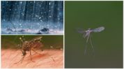 Mücke fliegt im Regen