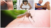 Důsledky kousnutí komára malárie