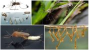 Breeding mosquito-centipedes