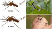 Female and male mosquitoes