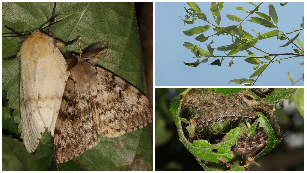 Description and photo of an unpaired silkworm caterpillar and butterfly