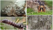 Caterpillar og sommerfugl af den sibirske silkeorm
